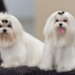 Bichón maltés