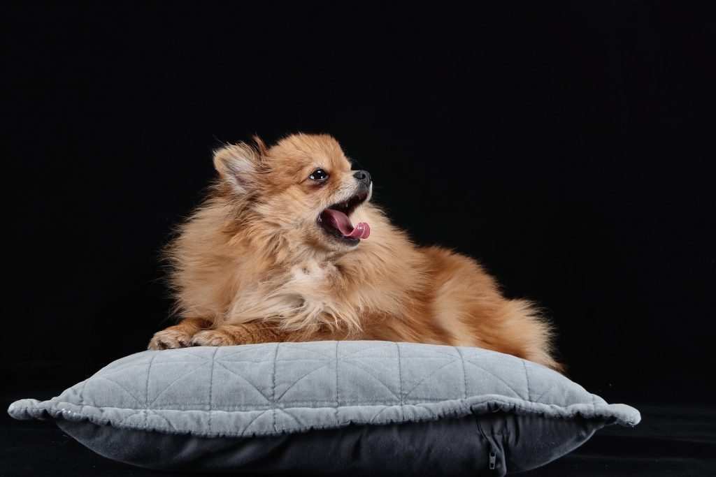 Pomerania