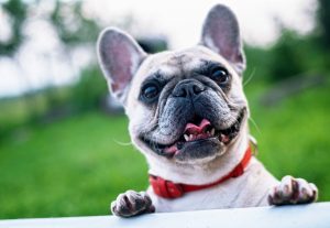 Bulldog francés